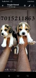 Beagle pups available All year 2022