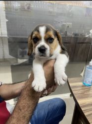 36 day old beagle pup for sale
