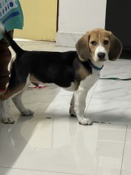 It’s a3 months old cute Beagle.