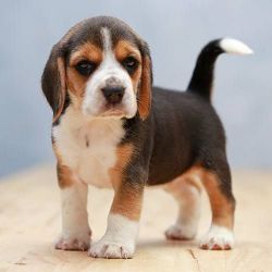 Top quality male Beagle puppy