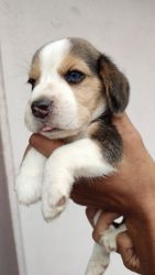 We are selling our Male Beagle puppy.