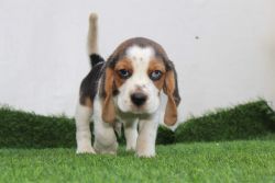 Beagle puppy available
