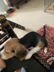 To sell beagle puppy 6 months old, trained, certificate available,