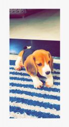 Beagle for sale