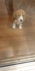 Male Beagle puppy 3 months