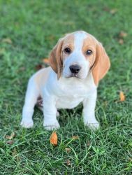 Male Beagle Puppy lemon and white