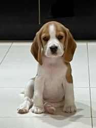 Beagle for sale…2 months old puppy , active , very cute