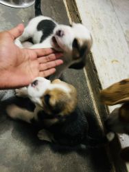Sell my beagle puppies 40 days old