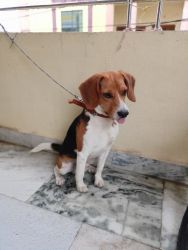 Beagle Puppy for Sale in Hyderabad