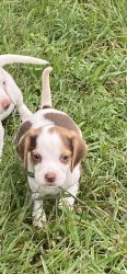 Full blooded Patch hound puppies! Very good bloodline !!