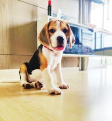 Beagle Female Puppy For Sell