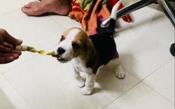 Sell my beagle puppy 45 days puppy only