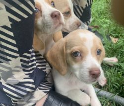 Female Pocket Beagle Puppies