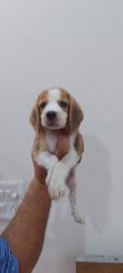 Beagle female 45 days