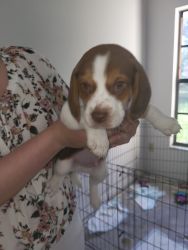 Beagles for sell