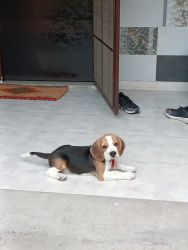 Very cute Male Beagle 3.5 months old with green eyes is for sale