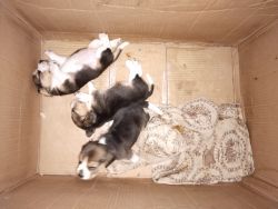 Beagle puppies for sale both male and female