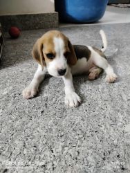 Beagle puppy male want to sale 45, days age