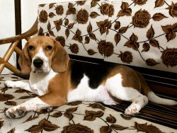 4 years old cute healthy beagle available in Greater Kailash part 1