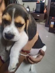 2 months old female beagle puppy available for sale