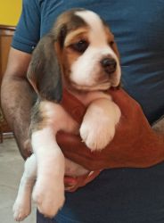 Vaccinated Beagles 40 days