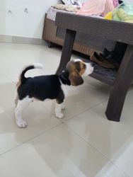 Very active puppy..well fed 40 days old