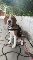6 month old male beagle - All vaccinations done - without KCI