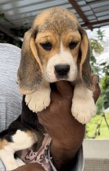 Beagle Kci Registerd puppies
