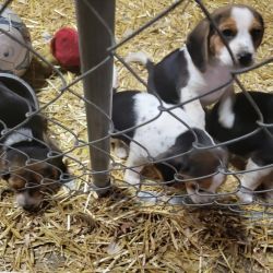 Pure bred branko blood line Beagle puppies