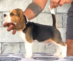 TOP QUALITY BEAGLE MALE FEMALE PUPPY AVAILABLE IN HYDERABAD