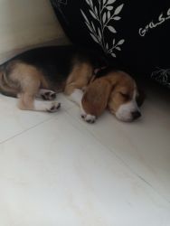 Beagle puppy for sale (8 weeks)