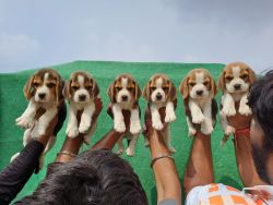 Beagle pups for sale