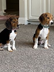 Beagle besties -6 months old today!
