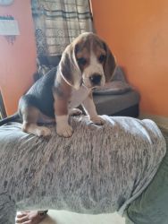 Beagle puppy for sale with crate and accessories