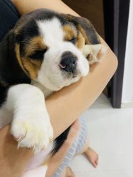 40 Days Beagle For Sale