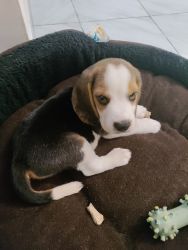 Beagle puppy for sale high quality