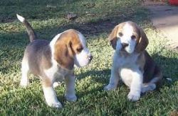 Beagle Puppies Available Text or WhatsApp at.... +1(5xx) xx4-36xx