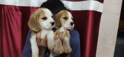 Beagle dogs available