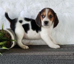 Nice Looking Beagle Puppies