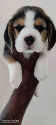 Beagle puppies available please contact xxxxxxxxxx