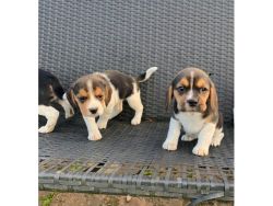 Healthy Beagle Puppies for sale