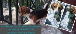 Beagle dog for adoption