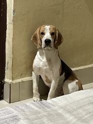 10 months old beagle male