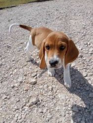 Purebred Beagle Male Puppy 8 weeks old