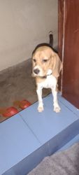Beagle dog on sale