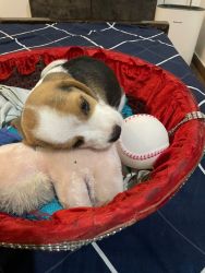50 days Beagle baby