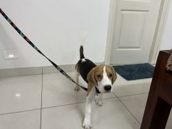 4 month puppy for sale