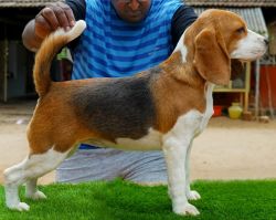 Imported lineage puppies with and without certificate