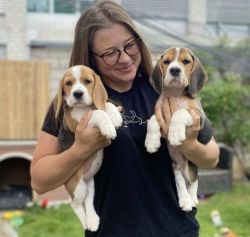 Adorable beagle puppy for sale.