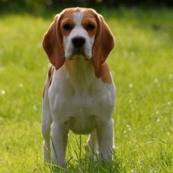 8 months old beagle { charlie }